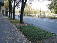 Imagine atasata: Borduri si panselute - 2019.10.21 - 03.jpg